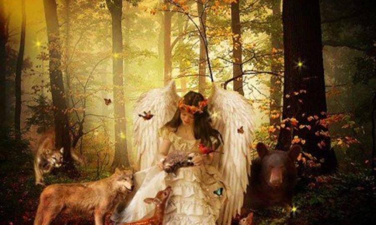 consiglio angelico ama gli animali angeli amore